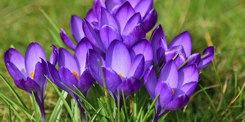 クロッカス 紫 が持つ不思議な力 名も 無き 花や